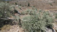 مستوطنون يقتلعون ويكسرون أشجار زيتون ويهاجمون رعاة أغنام في سلفيت