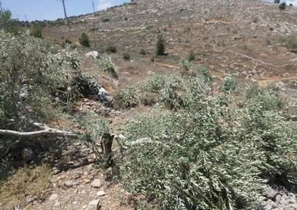 مستوطنون يقتلعون ويكسرون أشجار زيتون ويهاجمون رعاة أغنام في سلفيت