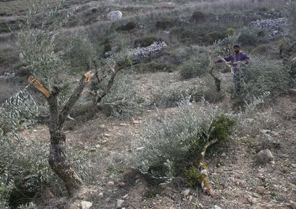مستوطنون يقتلعون 25 غرسة زيتون في كفر الديك غرب سلفيت