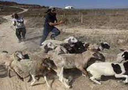 مستوطن يستهدف رعاة أغنام بقنابل الغاز جنوب نابلس