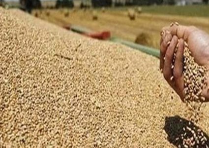 مصر تعمل على خطة لاستيراد القمح من مناطق أخرى بدلا من روسيا وأوكرانيا