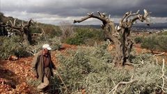 مستوطنون يقتلعون 45 شتلة زيتون شرق سلفيت