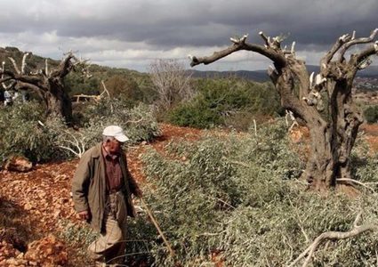 مستوطنون يقتلعون 45 شتلة زيتون شرق سلفيت