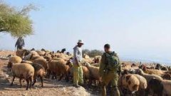 مستوطنون يرعون أغنامهم في أراضي المواطنين جنوب الخليل