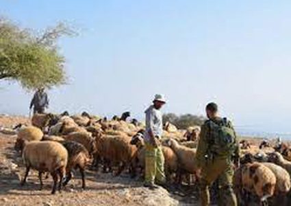 مستوطنون يرعون أغنامهم في أراضي المواطنين جنوب الخليل