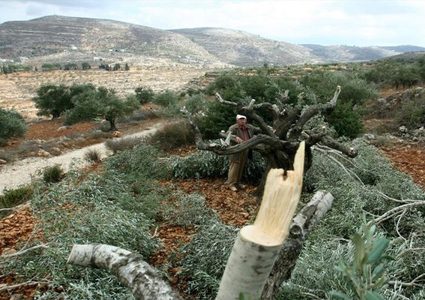 مستوطنون يقتلعون ويسرقون 190 شجرة زيتون غرب سلفيت