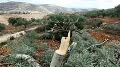 مستوطنون يقتلعون ويسرقون 190 شجرة زيتون غرب سلفيت