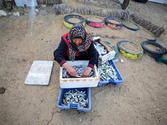 الحاجة أم جميل الأقرع من دير البلح تشتري الأسماك من الحسبة لتبيعها في السوق، لكسب لقمة العيش لأسرتها بعد وفاة زوجها- تصوير عطية درويش