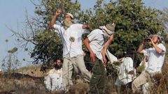 مستوطنون يقتلعون ويسرقون 60 شتلة عنب في سلفيت