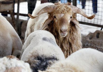 وزير الزراعة: إغلاق أسواق المواشي في الضفة لمدة شهر بسبب انتشار الحُمّى القلاعية