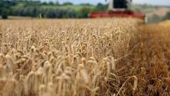 مصر تنتعش بكميات كبيرة من القمح