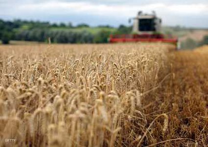 مصر تنتعش بكميات كبيرة من القمح