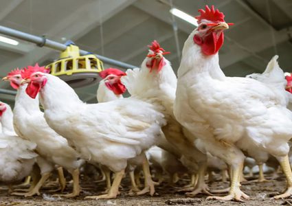 الزراعة: ارتفاع أسعار الدواجن سببه انخفاض الكميات الموردة إلى السوق الفلسطينية