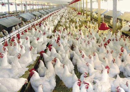 "الزراعة": ارتفاع أسعار الدجاج سيستمر حتى الأسبوع الأول من رمضان