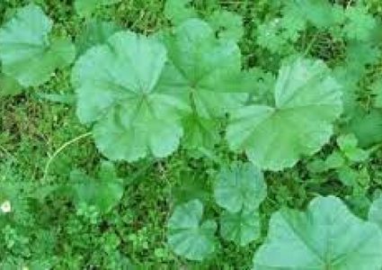 ماذا تعرف عن فوائد الخبيزة