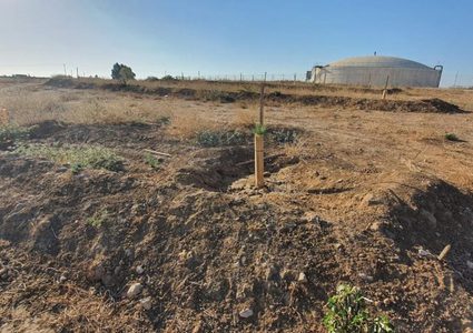 الاحتلال يقرر استئناف "التشجير" الاستيطاني في النقب