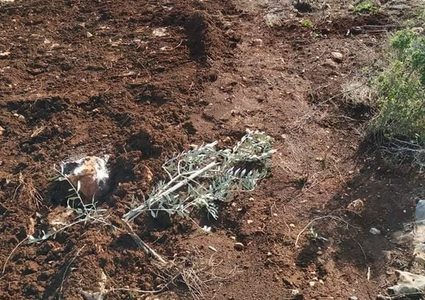مستوطنون يقتلعون ويسرقون أكثر من 200 غرسة زيتون غرب سلفيت