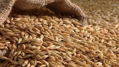 التجارة العالمية تحذر من خطر اندلاع اضطرابات بسبب ارتفاع أسعار الغذاء