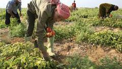 مزارعون من غزة يتلفون مزروعاتهم بعد منع "حماس" تصديرها