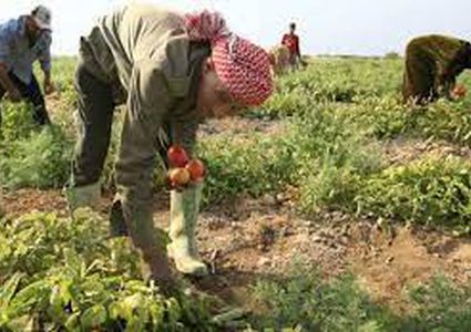 مزارعون من غزة يتلفون مزروعاتهم بعد منع "حماس" تصديرها