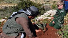 زراعة أشتال زيتون غرب جنين إحياء لذكرى يوم الأرض