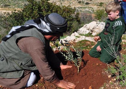 زراعة أشتال زيتون غرب جنين إحياء لذكرى يوم الأرض