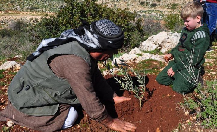زراعة أشتال زيتون غرب جنين إحياء لذكرى يوم الأرض