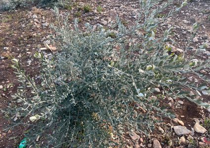 مستوطنون يقطعون 150 شجرة زيتون في قرية اللبن الشرقية جنوب نابلس..