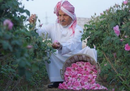 السعودية.. إفطار بنكهة مختلفة بين بساتين الورد في الطائف