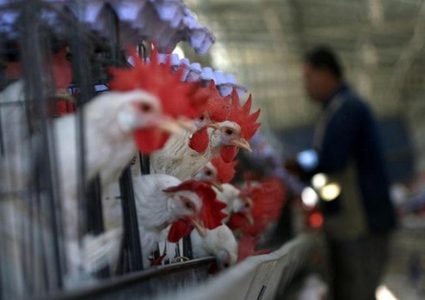 وزير الزراعة: حددنا سعر كيلو الدجاج وموجة غلاء الخضار ستنتهي بعد أسبوع