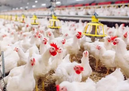 "الاقتصاد" تحيل مخالفين للنيابة العامة لرفعهما سعر كيلوغرام الدجاج