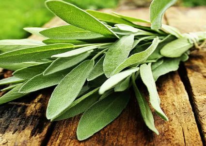 المريمية...خصائص غذائية قل نظيرها بين التوابل