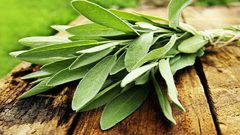 المريمية...خصائص غذائية قل نظيرها بين التوابل