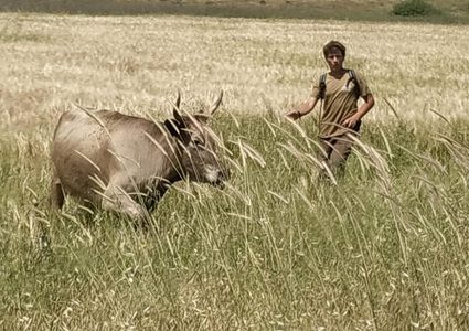 أبقار المستوطنين ترعى مزروعات المواطنين في الأغوار