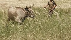 أبقار المستوطنين ترعى مزروعات المواطنين في الأغوار