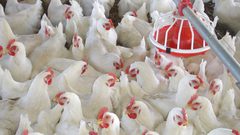 سعر جديد لكيلو الدواجن في قطاع غزة بدءاً من الخميس