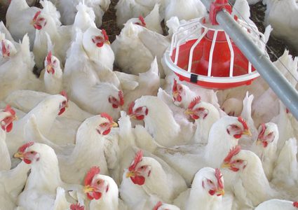 سعر جديد لكيلو الدواجن في قطاع غزة بدءاً من الخميس