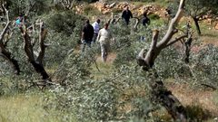 مستوطنون يكسرون 40 شجرة زيتون في الجبعة جنوب بيت لحم