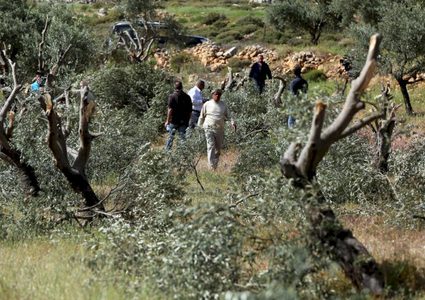 مستوطنون يكسرون 40 شجرة زيتون في الجبعة جنوب بيت لحم