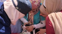 كلية الزراعة والطب البيطري تنظم "اليوم الطبي البيطري الاستشاري المفتوح"
 تصوير بتول ادريخ