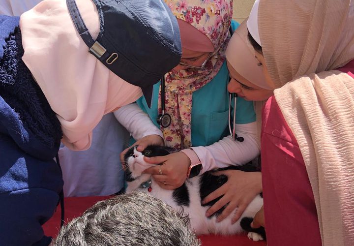 كلية الزراعة والطب البيطري تنظم "اليوم الطبي البيطري الاستشاري المفتوح"
 تصوير بتول ادريخ
