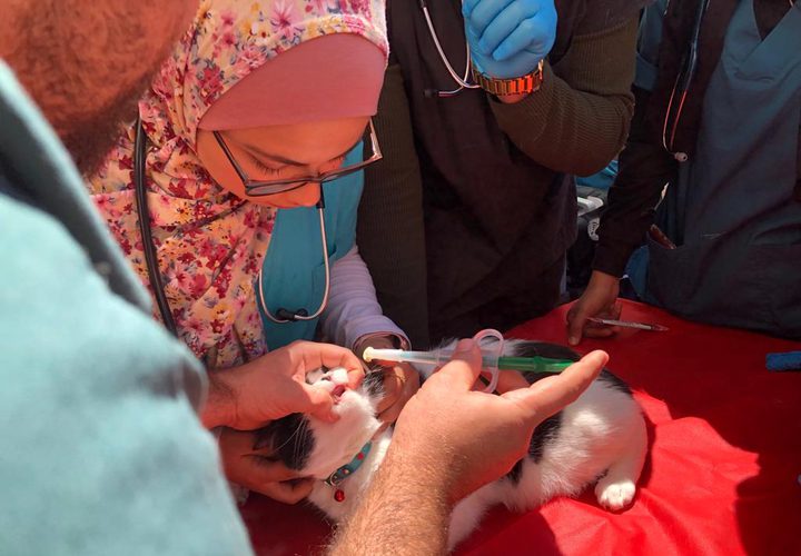 كلية الزراعة والطب البيطري تنظم "اليوم الطبي البيطري الاستشاري المفتوح"
 تصوير بتول ادريخ