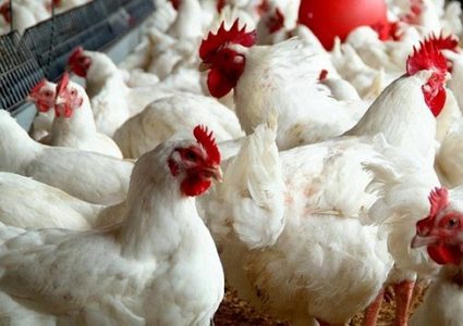 غزة: الاقتصاد تحدد سعراً جديداً للدجاج الحي للمستهلك