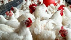 غزة: الاقتصاد تحدد سعراً جديداً للدجاج الحي للمستهلك