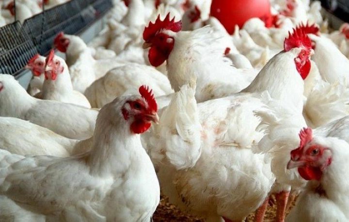 غزة: الاقتصاد تحدد سعراً جديداً للدجاج الحي للمستهلك