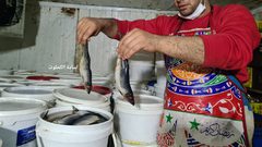 بدء تجهيز الفسيخ والرنجا للعيد