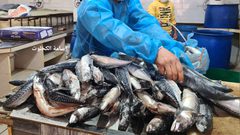 بدء تجهيز الفسيخ والرنجا للعيد