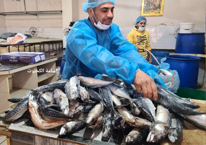 بدء تجهيز الفسيخ والرنجا للعيد