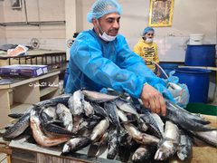 بدء تجهيز الفسيخ والرنجا للعيد