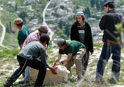 مستوطنين يخربون 20 دونما من المحاصيل الزراعية بمسافر يطا